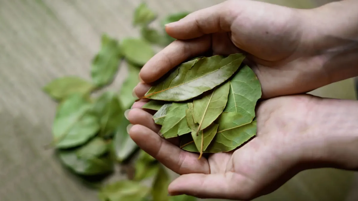 a person holding a pile of leaves